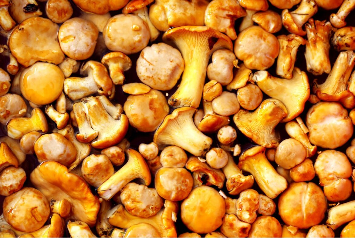 Lišková sezóna, recepty z lišek, lišky houby