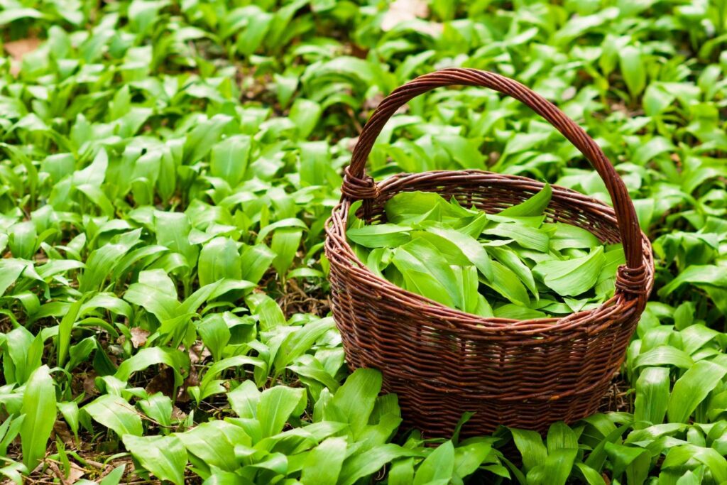Medvědí česnek sbírejte opatrně a používejte nůžky, aby rostlina mohla dále růst.